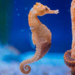 Calut de mare - imagine 2